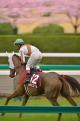 2013 阪神牝馬S　ハナズゴール