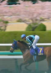 2013　桜花賞　アユサン