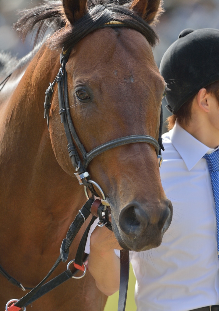 2012 安田記念 ロードカナロア