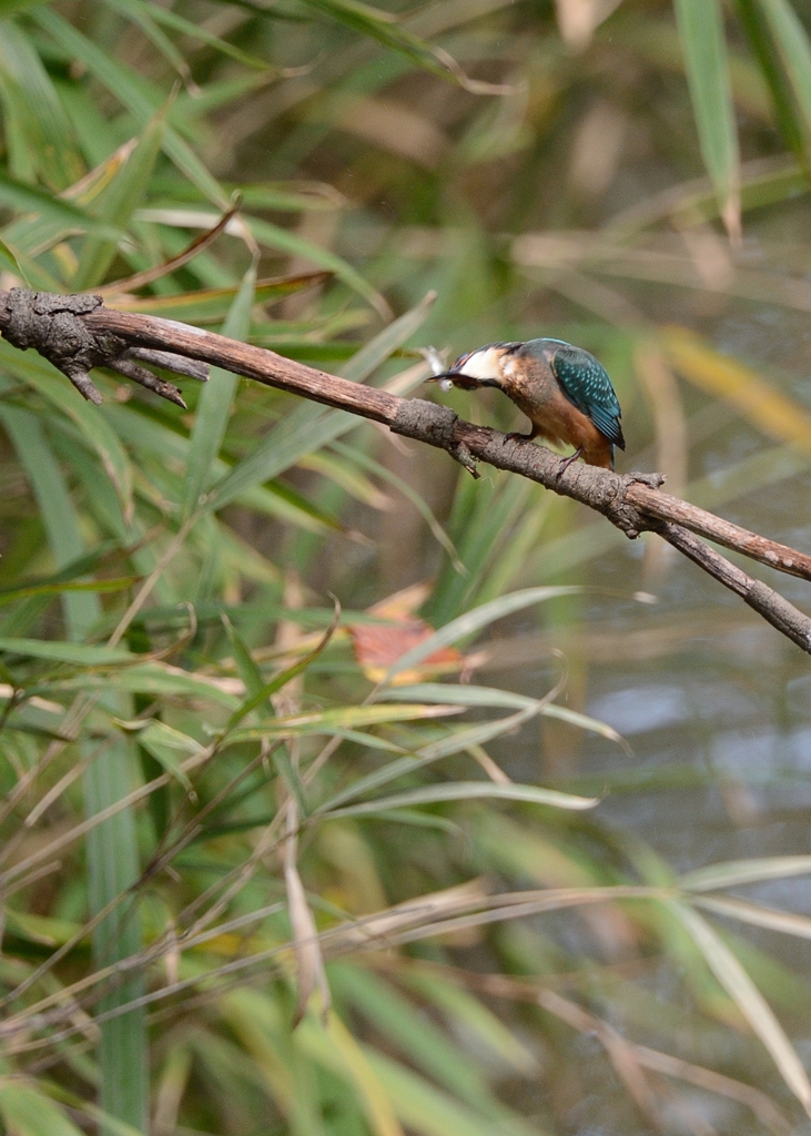 DSC_6502aa