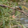 DSC_6502aa