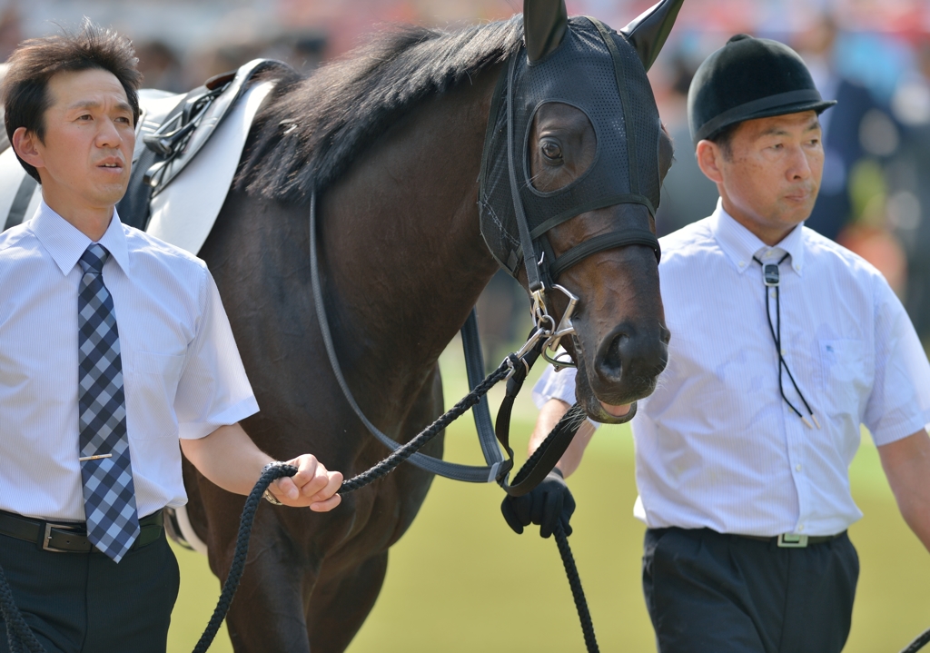 2013　東京優駿(日本ダービー)　キズナ