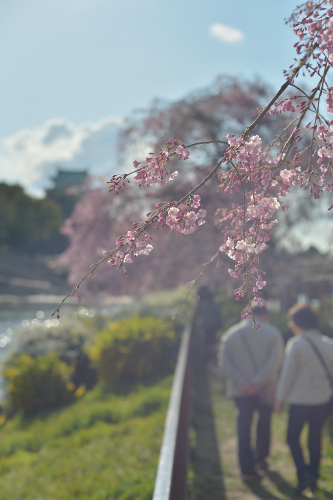 DSC_7193a