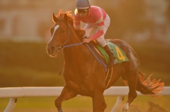 名古屋競馬　サカジロハンサム
