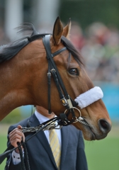 2013 弥生賞　カミノタサハラ