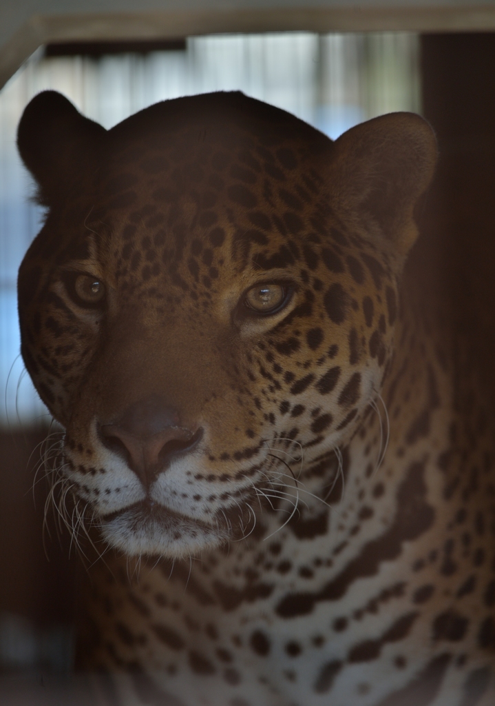 ジャガー