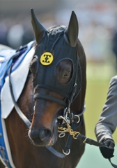 2013　東京優駿(日本ダービー)　ロゴタイプ