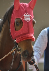 2013 桜花賞　ナンシーシャイン