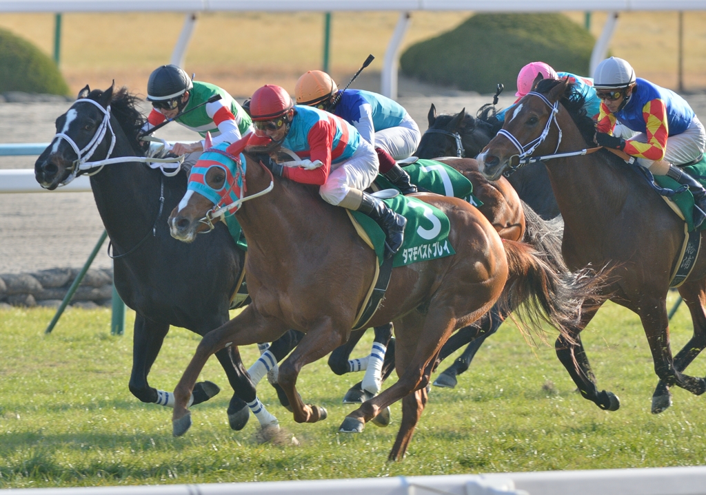 2013　きさらぎ賞　タマモベストプレイ