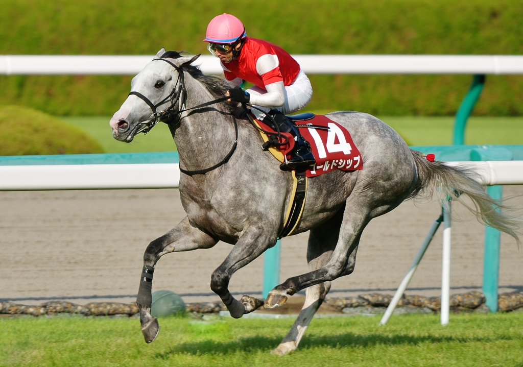 2012神戸新聞杯　ゴールドシップ