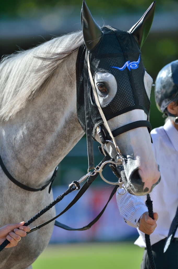 2013京都大賞典　ゴールドシップ
