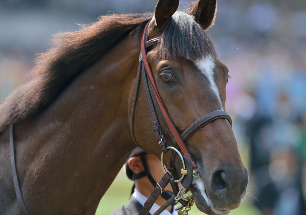 2013　東京優駿(日本ダービー)　エピファネイア