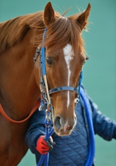 2013 東海S　ヤマニンキングリー