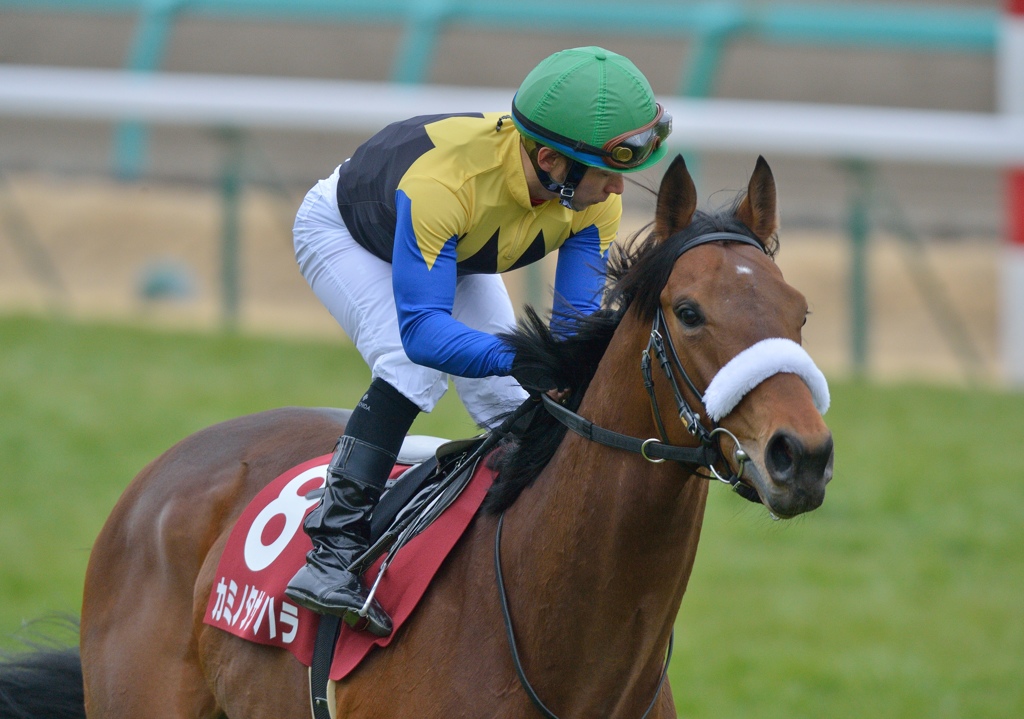 2013 弥生賞　カミノタサハラ