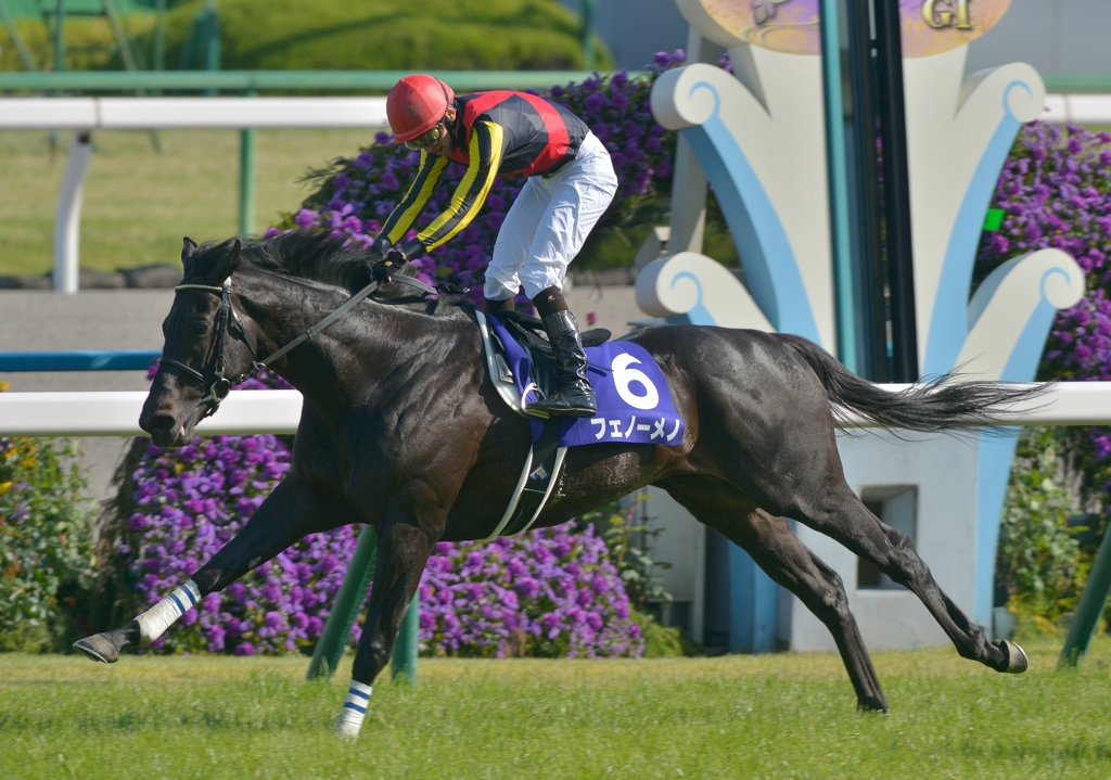 2013 天皇賞（春）　フェノーメノ