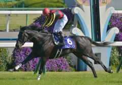 2013 天皇賞（春）　フェノーメノ