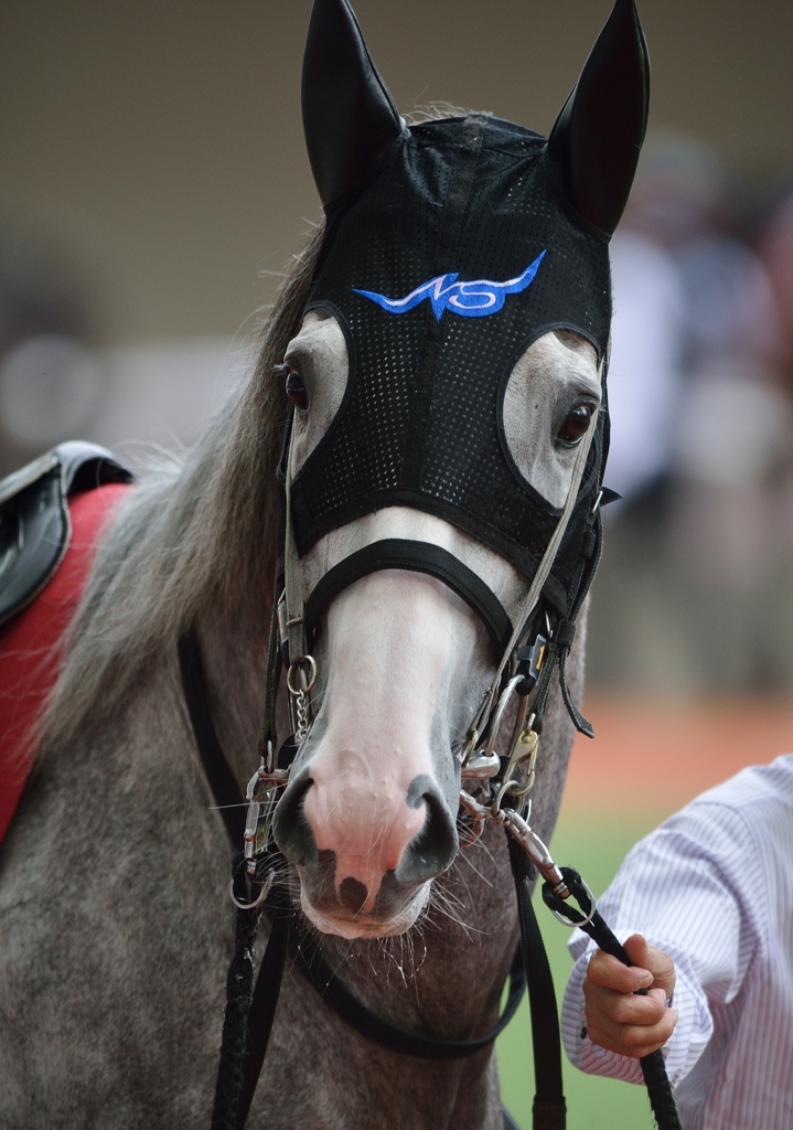 2012神戸新聞杯　ゴールドシップ