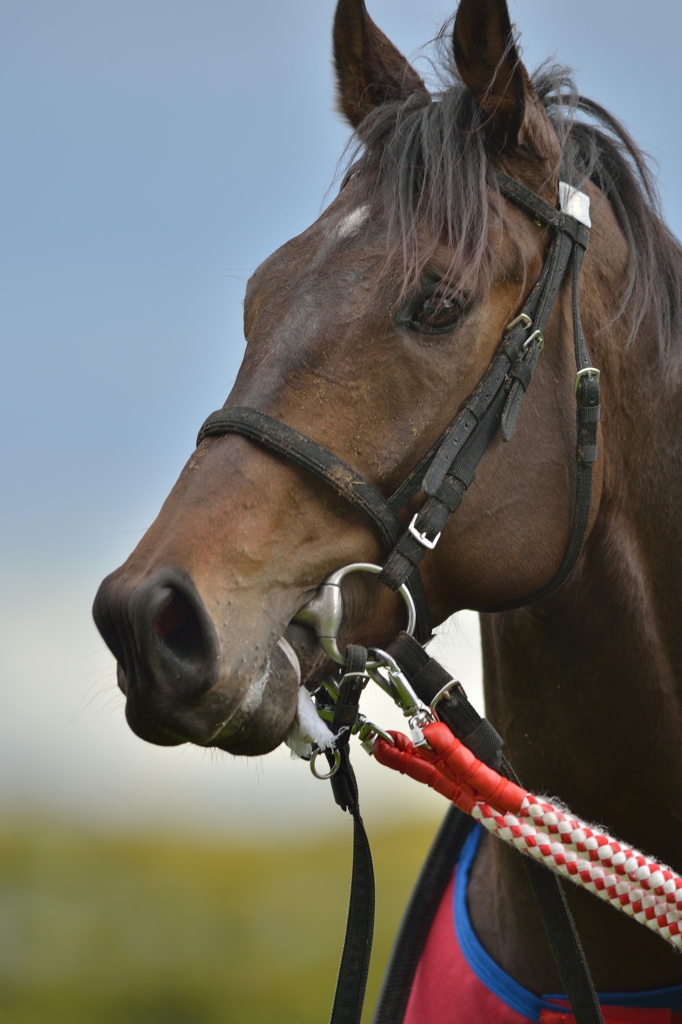 2014　高松宮記念　コパノリチャード