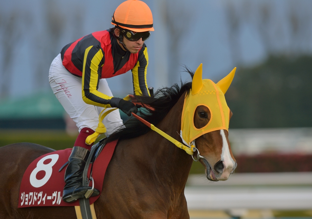 2013 京都記念　ジョワドヴィーヴル