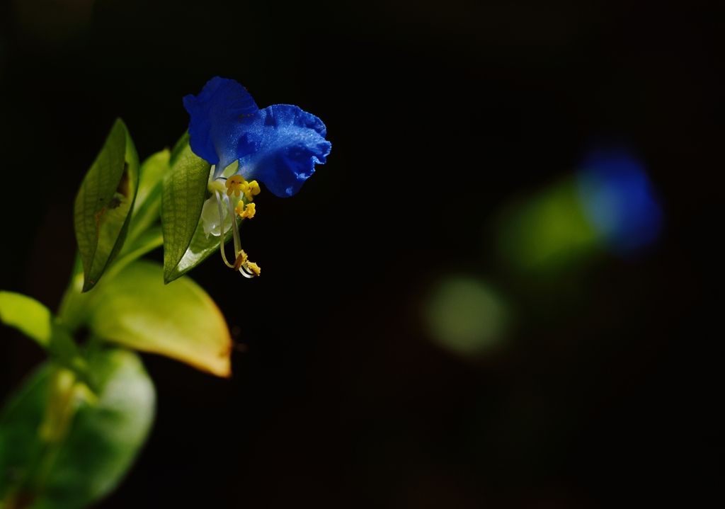 DSC_7410a