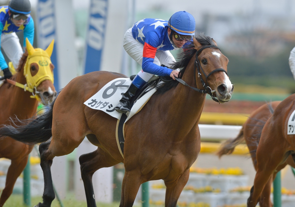 2013.2.17 未勝利　カケダシ