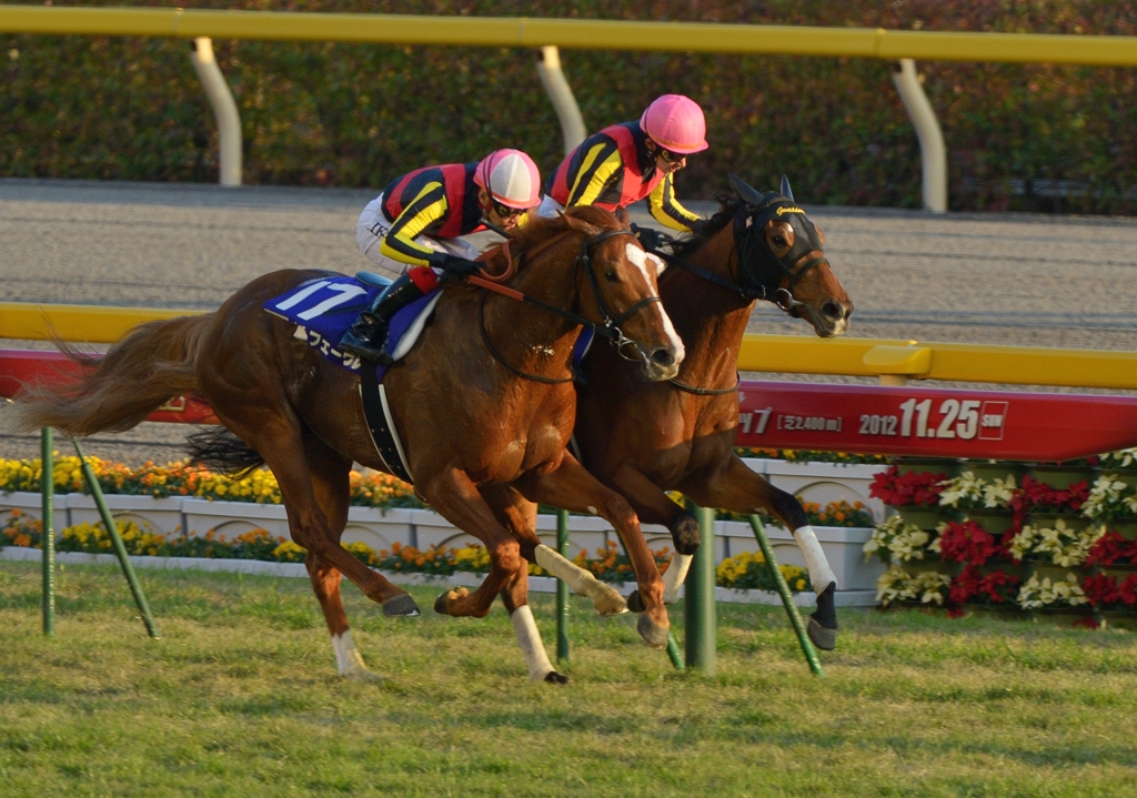 2012　ジャパンカップ　ジェンティルドンナ