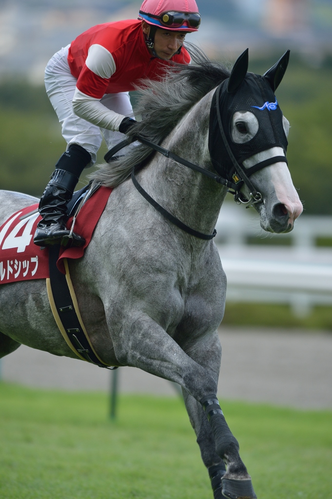 2012神戸新聞杯　ゴールドシップ