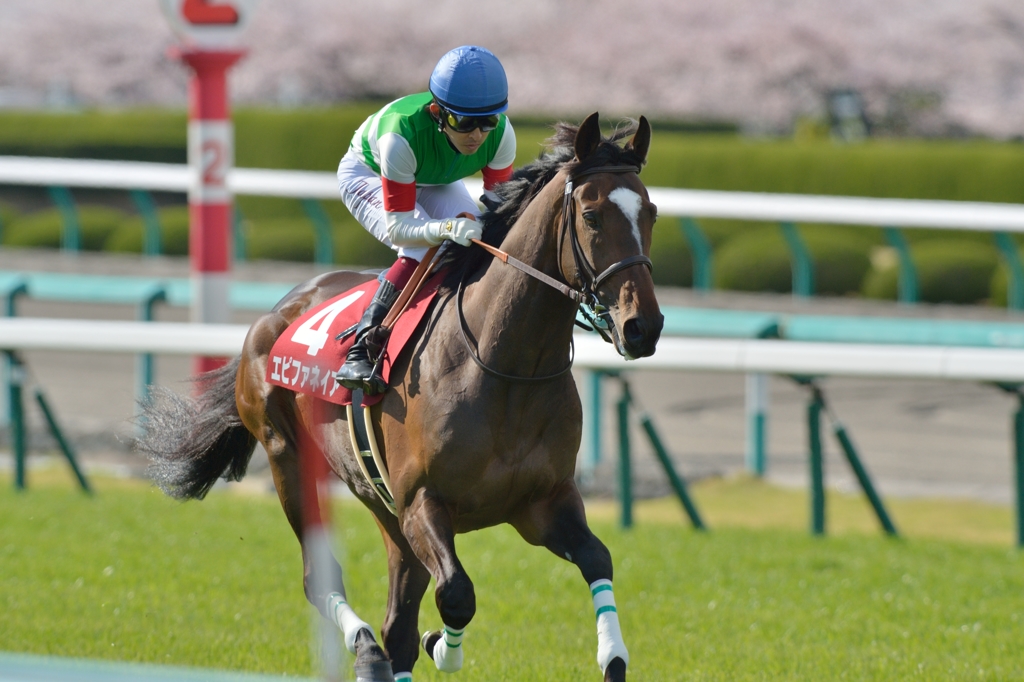 2014　大阪杯　エピファネイア