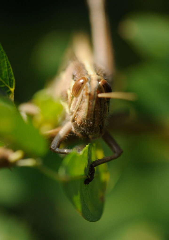 DSC_5278a