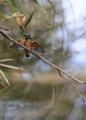 DSC_6841a