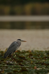 DSC_1016a