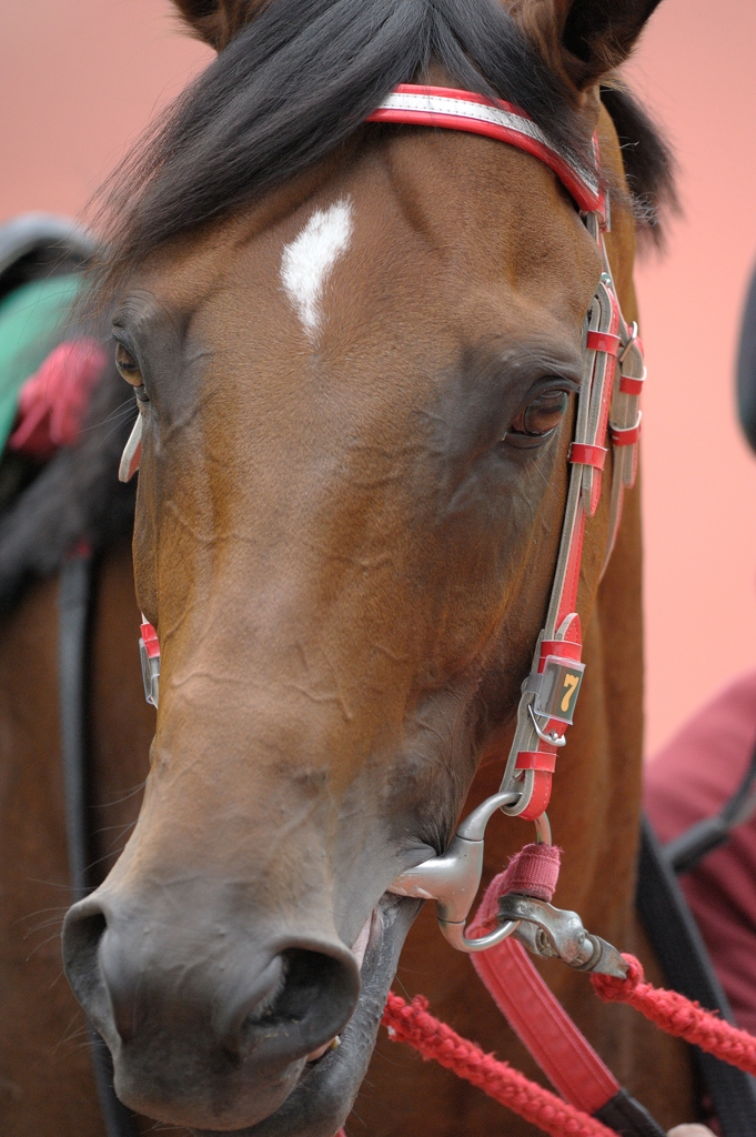 2012 プロキオンステークス　シルクフォーチュン