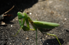 DSC_5187a