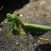 DSC_5187a