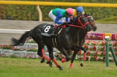 2014 精進湖特別　トーセンマタコイヤ