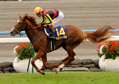 2011菊花賞　オルフェーヴル