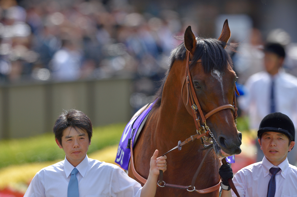 2015 安田記念 モーリス