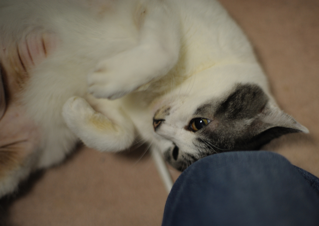 DSC_2168a