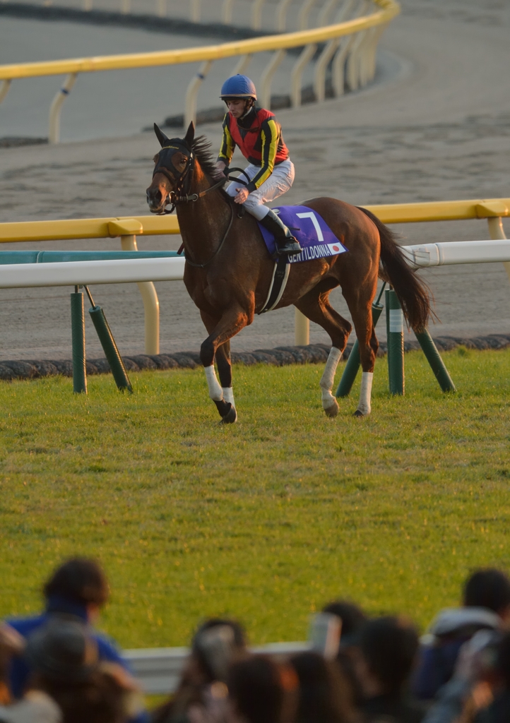2013 ジャパンカップ　ジェンティルドンナ