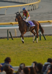 2013 ジャパンカップ　ジェンティルドンナ