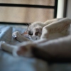 DSC_2067a