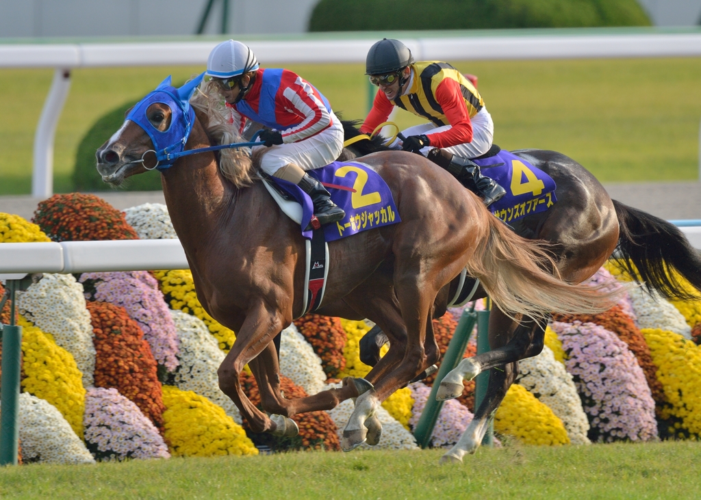 2014　菊花賞　トーホウジャッカル
