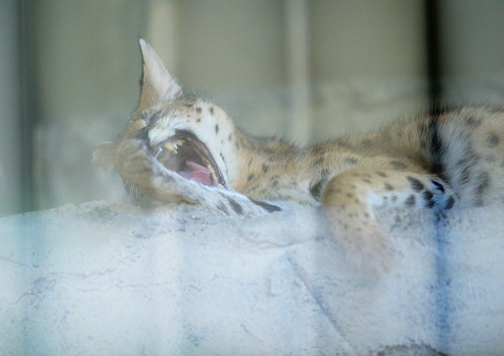 サーバルキャット