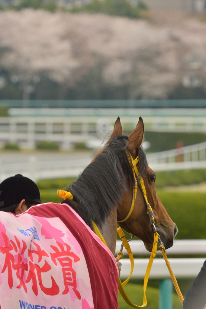 2014　桜花賞　ハープスター