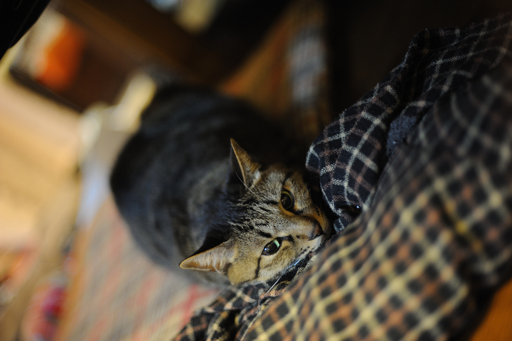 DSC_6308a