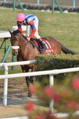 2014 京都記念　デスペラード