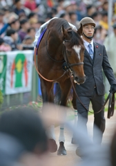 2013　菊花賞　エピファネイア