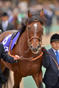 2016 天皇賞(秋) モーリス