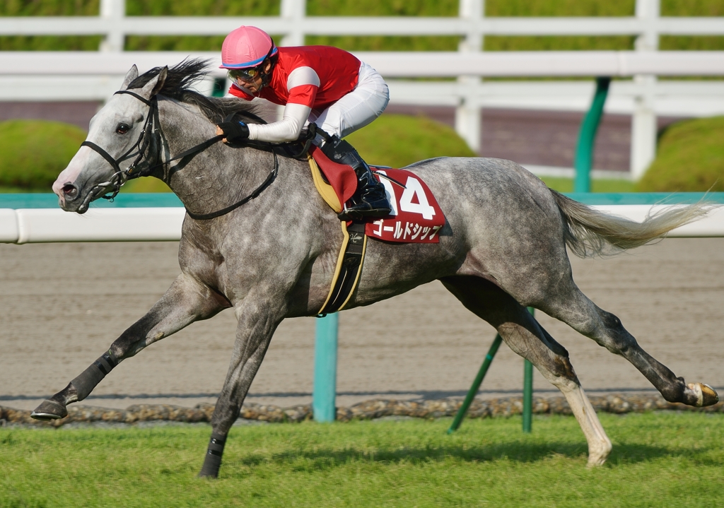 2012神戸新聞杯　ゴールドシップ