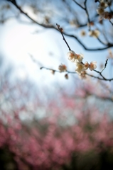 DSC_7931a